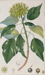 Climbing Ivy (Pierre Jean Francois Turpin) - Muzeo.com