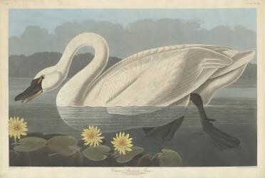 Common American Swan (John James Audubon) - Muzeo.com