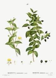 Common myrtle (Pierre Joseph Redouté) - Muzeo.com