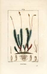 Common polytrichum (Pierre Jean Francois Turpin) - Muzeo.com