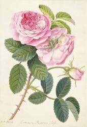 Common Provence Rose (Georg Dionysius Ehret) - Muzeo.com