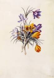 Crocuses (Georg Dionysius Ehret) - Muzeo.com