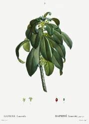Daphne laureola (Pierre Joseph Redouté) - Muzeo.com