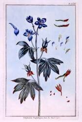 Delphinium (Pierre-Joseph Buchoz) - Muzeo.com