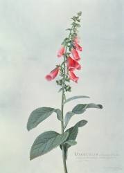 Digitalis purpurea (Georg Dionysius Ehret) - Muzeo.com