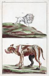 Dogs (anonymous) - Muzeo.com