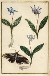 Dog's-tooth-violet (Daniel Rabel) - Muzeo.com