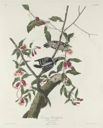Downy Woodpecker (John James Audubon) - Muzeo.com