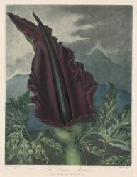 Dragon Arum (Robert John Thornton) - Muzeo.com
