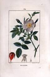 Eglantier (Pierre Jean Francois Turpin) - Muzeo.com