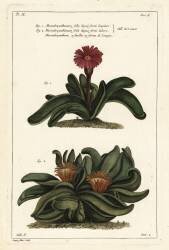 Elkhorn plant (Dupin) - Muzeo.com