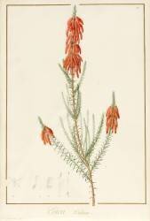 Erica Edilinei (Pierre Joseph Redouté) - Muzeo.com