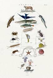 Evolution (anonymous) - Muzeo.com