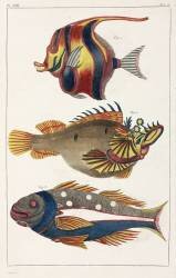 Exotic fish from the Moluccas (anonymous) - Muzeo.com