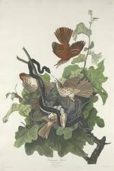 Ferruginous Thrush (John James Audubon) - Muzeo.com
