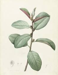 Ficus Rubeginosa (Pierre Joseph Redouté) - Muzeo.com