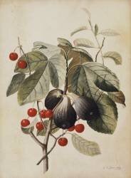Figs and Cherries (Georg Dionysius Ehret) - Muzeo.com