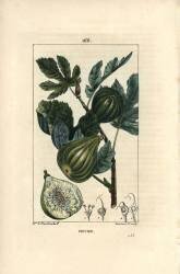 Figuier (Ernestine Panckoucke) - Muzeo.com