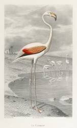Flamingo (Edouard Travies) - Muzeo.com