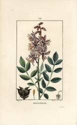 Fraxinelle (Pierre Jean Francois Turpin) - Muzeo.com