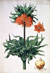 Fritillaria imperialis (Pieter van Kouwenhoorn) - Muzeo.com