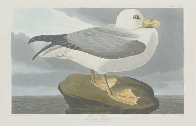 Fulmer Petrel (John James Audubon) - Muzeo.com