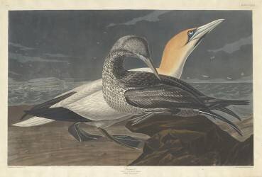 Gannet (John James Audubon) - Muzeo.com
