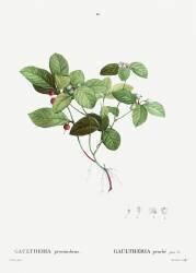 Gaultheria procumbens (Pierre Joseph Redouté) - Muzeo.com