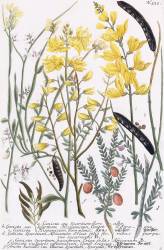 Genista (Georg Dionysius Ehret) - Muzeo.com