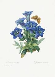 Gentiana acaulis (Pierre Joseph Redouté) - Muzeo.com