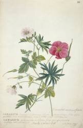 Geranium (Georg Dionysius Ehret) - Muzeo.com