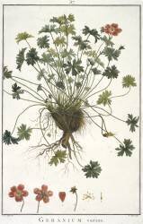 Geranium varium (Hubert Robert) - Muzeo.com