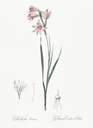 Gladiolus Carneus (Pierre Joseph Redouté) - Muzeo.com