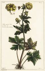 Globeflower (Dupin) - Muzeo.com