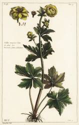 Globeflower (Dupin) - Muzeo.com