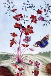 Glossy Cranesbill (Pierre-Joseph Buchoz) - Muzeo.com