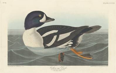 Golden-eye Duck (John James Audubon) - Muzeo.com