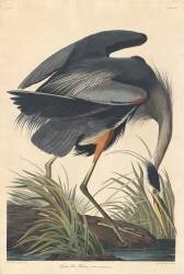 Great blue Heron (John James Audubon) - Muzeo.com