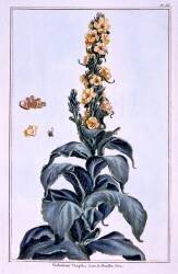 Great Mullein (Pierre-Joseph Buchoz) - Muzeo.com