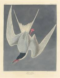 Great Tern (John James Audubon) - Muzeo.com