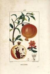 Grenadier (Pierre Jean Francois Turpin) - Muzeo.com