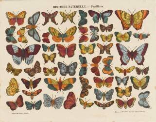Histoire naturelle : papillons (anonymous) - Muzeo.com