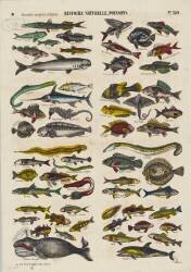 Histoire naturelle : poissons (anonymous) - Muzeo.com