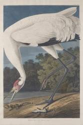 Hooping Crane (John James Audubon) - Muzeo.com