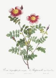 Hundred-Crowns Burnet rose (Pierre Joseph Redouté) - Muzeo.com