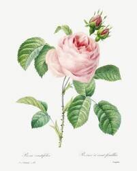 Hundred-Leaved Rose (Pierre Joseph Redouté) - Muzeo.com