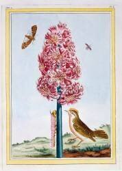 Hyacinth (Pierre-Joseph Buchoz) - Muzeo.com