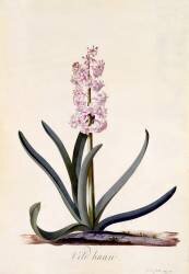 Hyacinth 'Veld Haan' (Georg Dionysius Ehret) - Muzeo.com