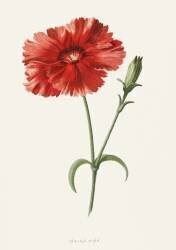 Indian Pink (Frederick Edward Hulme) - Muzeo.com