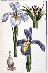 Iris (Maria Sibylla Graff Merian) - Muzeo.com